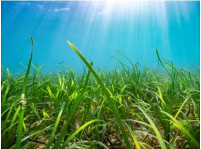 Seagrass